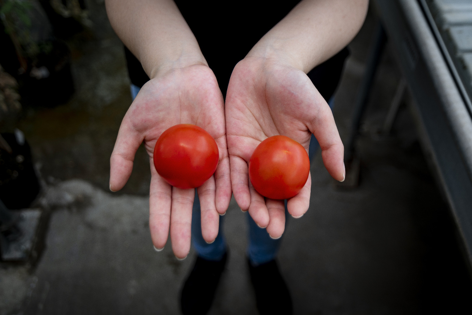 Consumers should see ‘significant volumes’ of British tomatoes by end of March 