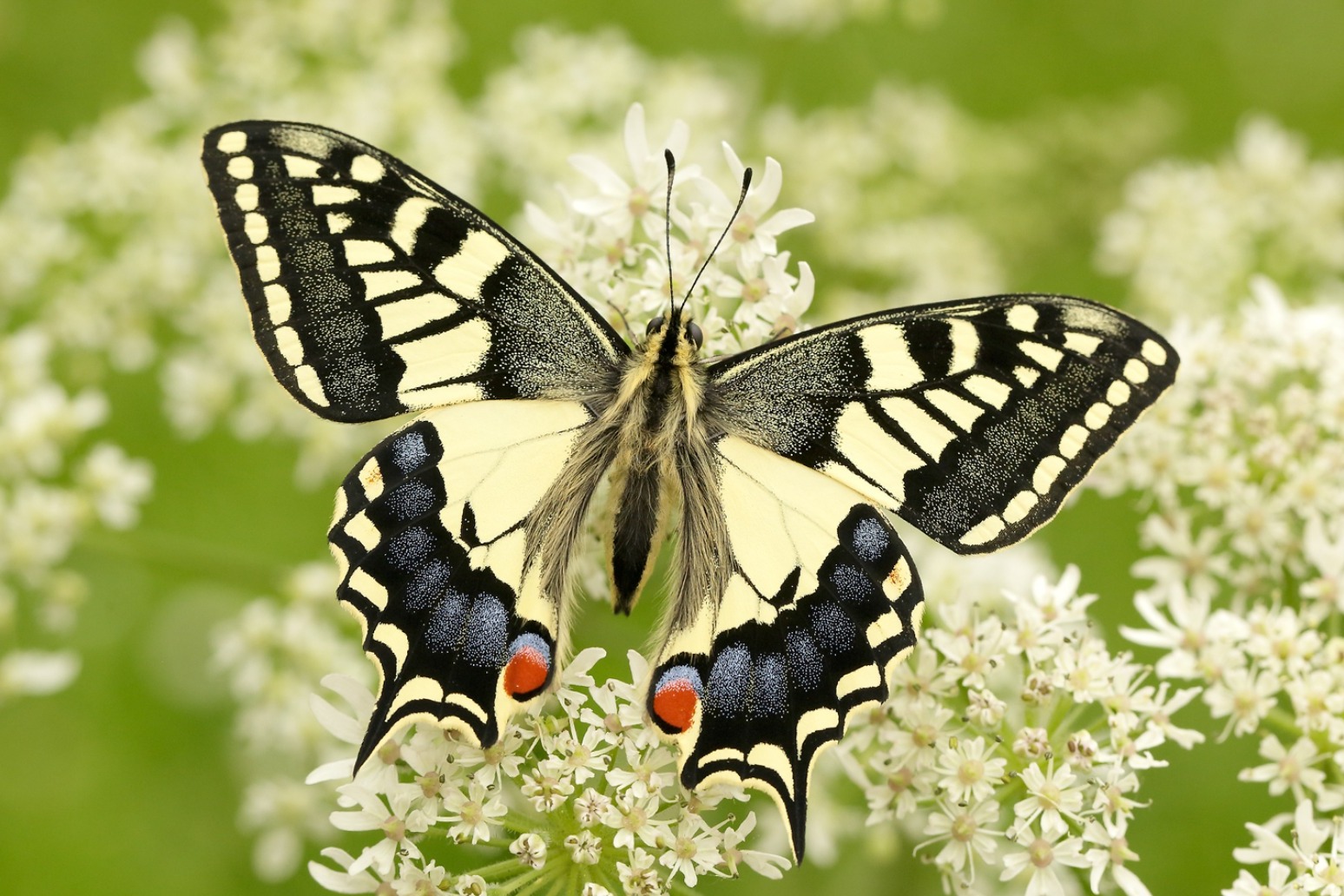 Two-fifths of British butterflies threatened with extinction, analysis shows 