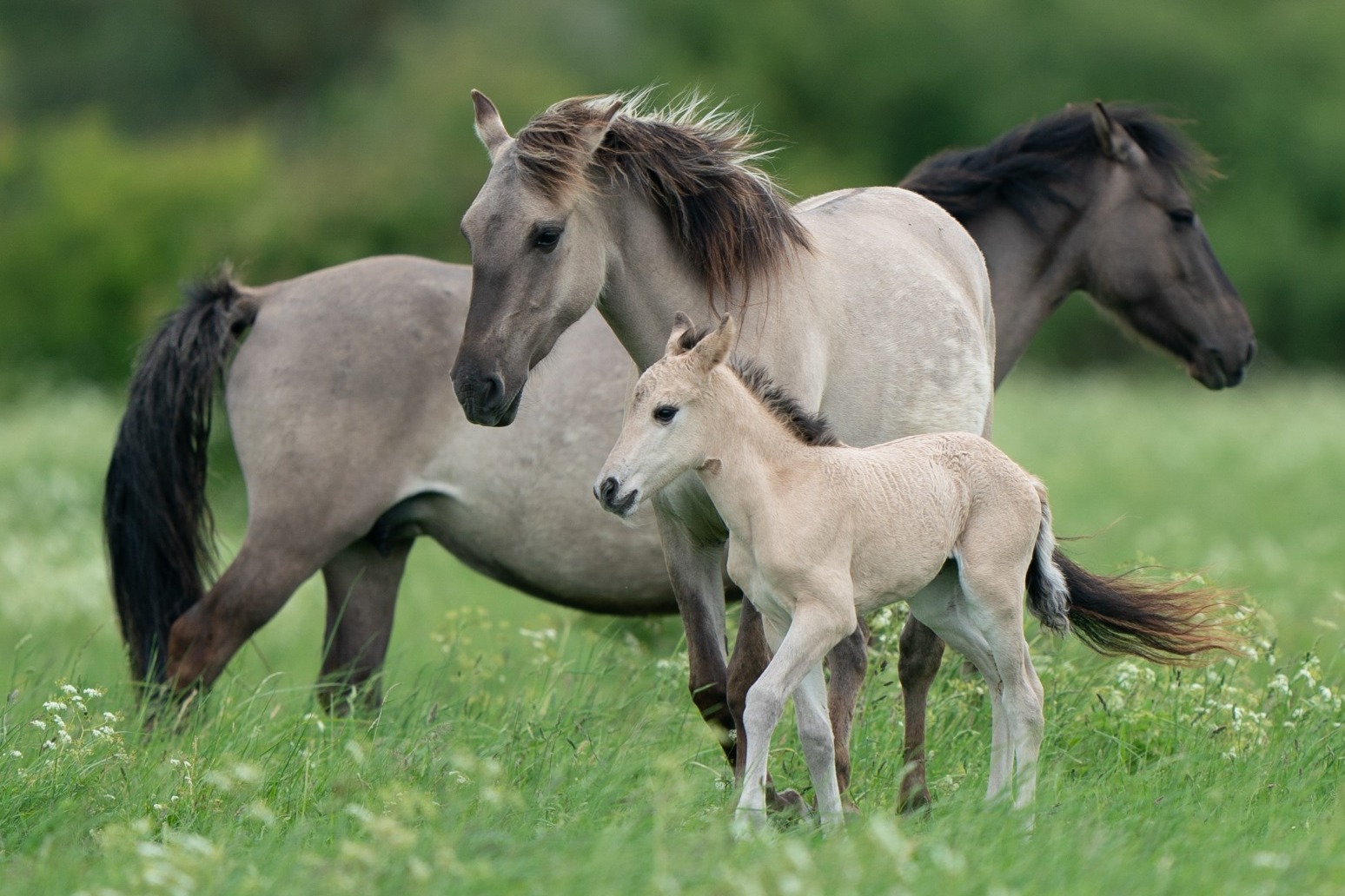 Konik foals and Highland calves brought in to help manage nature reserve 