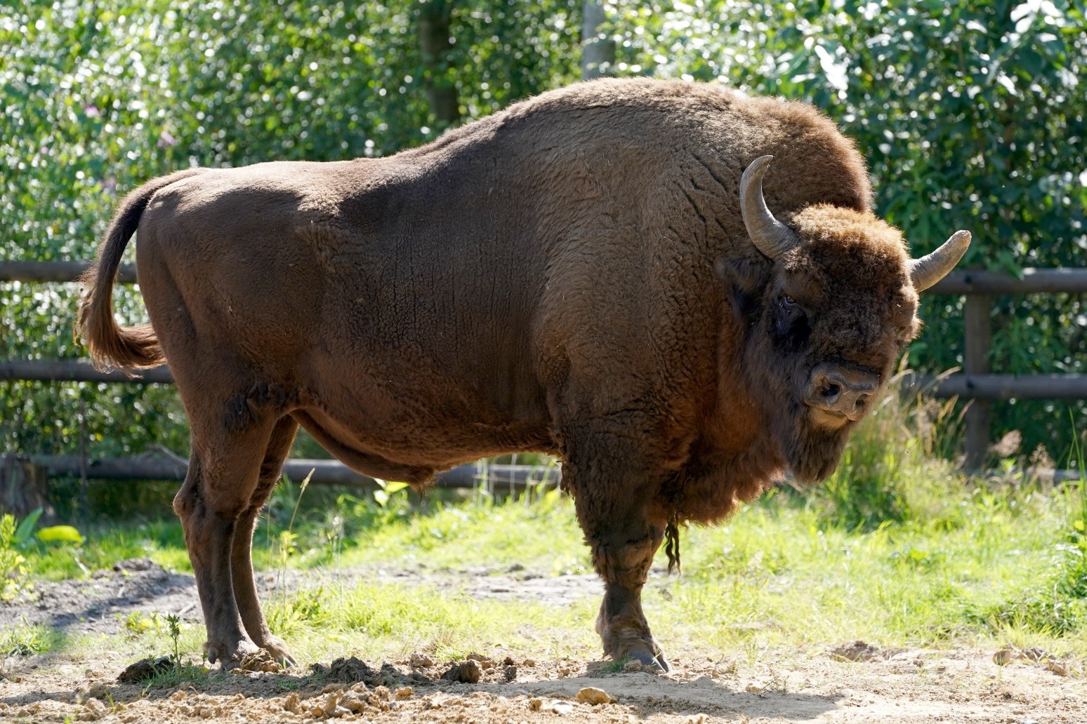 Bison set for release into British woodland to help nature and climate crises 