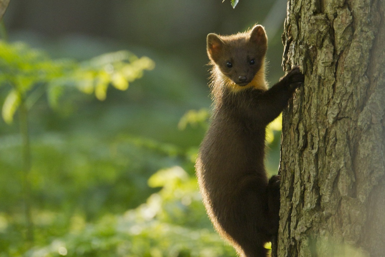 Endangered pine martens could be reintroduced to south-west England 