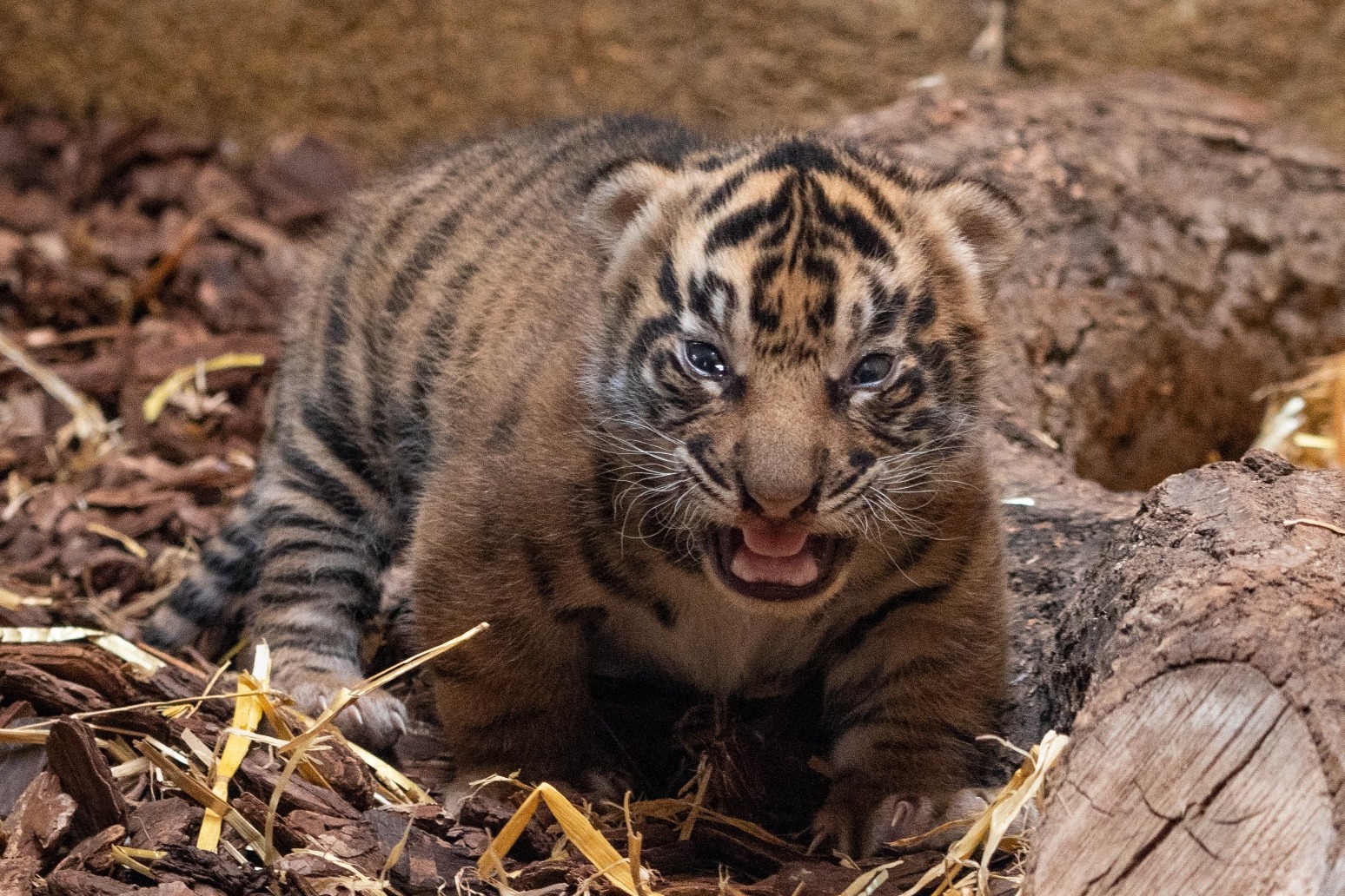 London Zoo visitors get first glimpse of endangered Sumatran tiger cubs 