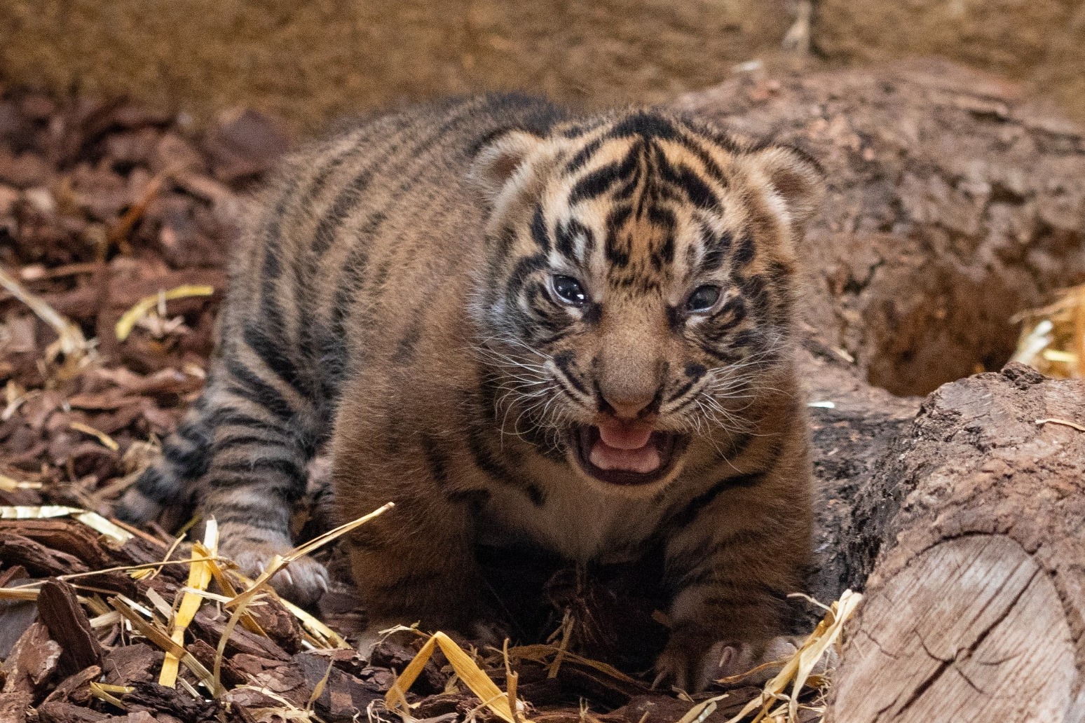 Maltese Tiger Cub Endangered