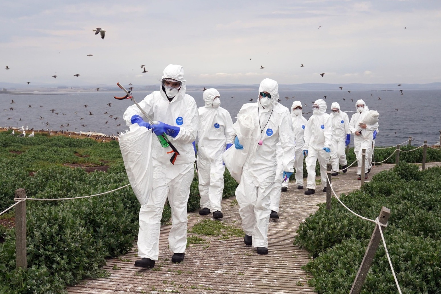 ‘Wildlife tragedy’ as bird flu devastates important island colony 