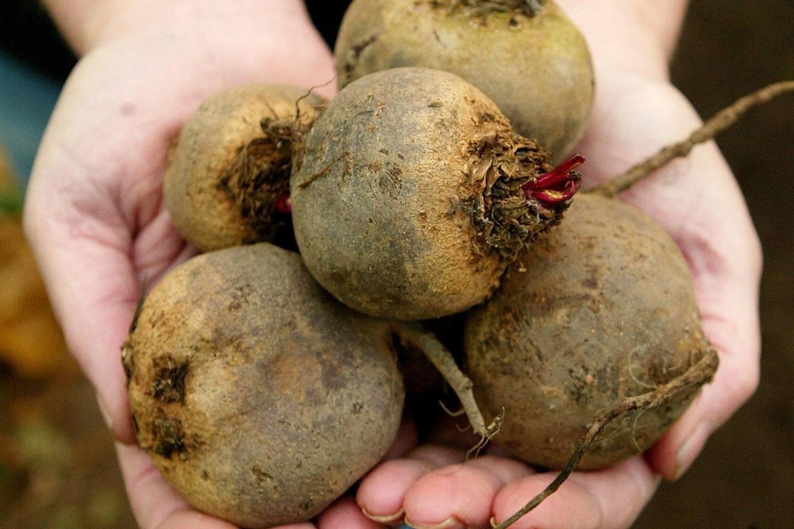 Scientists to study if beetroot can help people with type 2 diabetes burn fat 