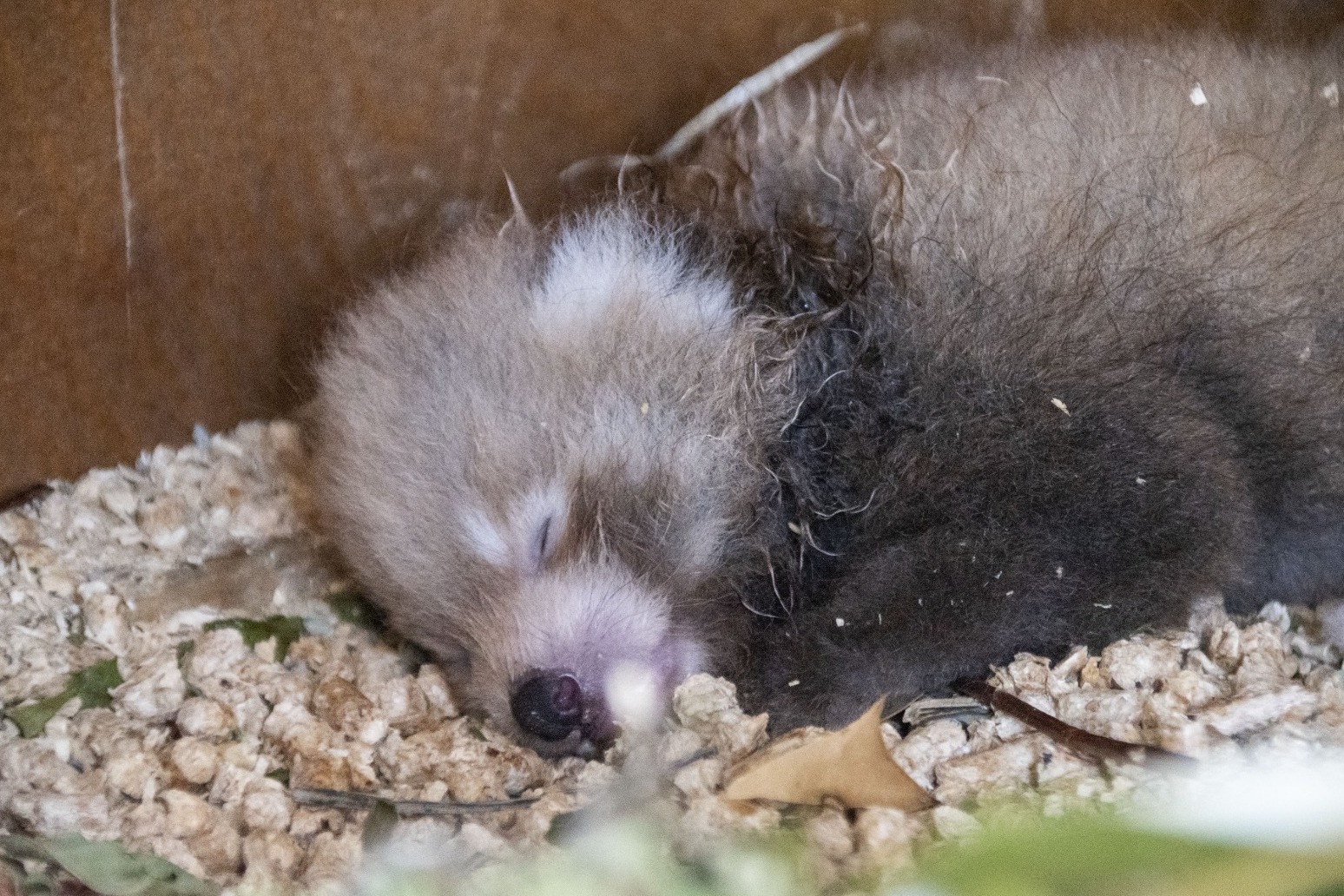 Birth of endangered red panda cub a ‘symbol of hope’ 