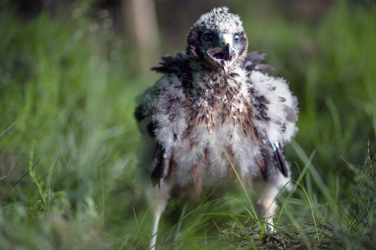 Milestone in hen harriers trial after record number of chicks released to wild