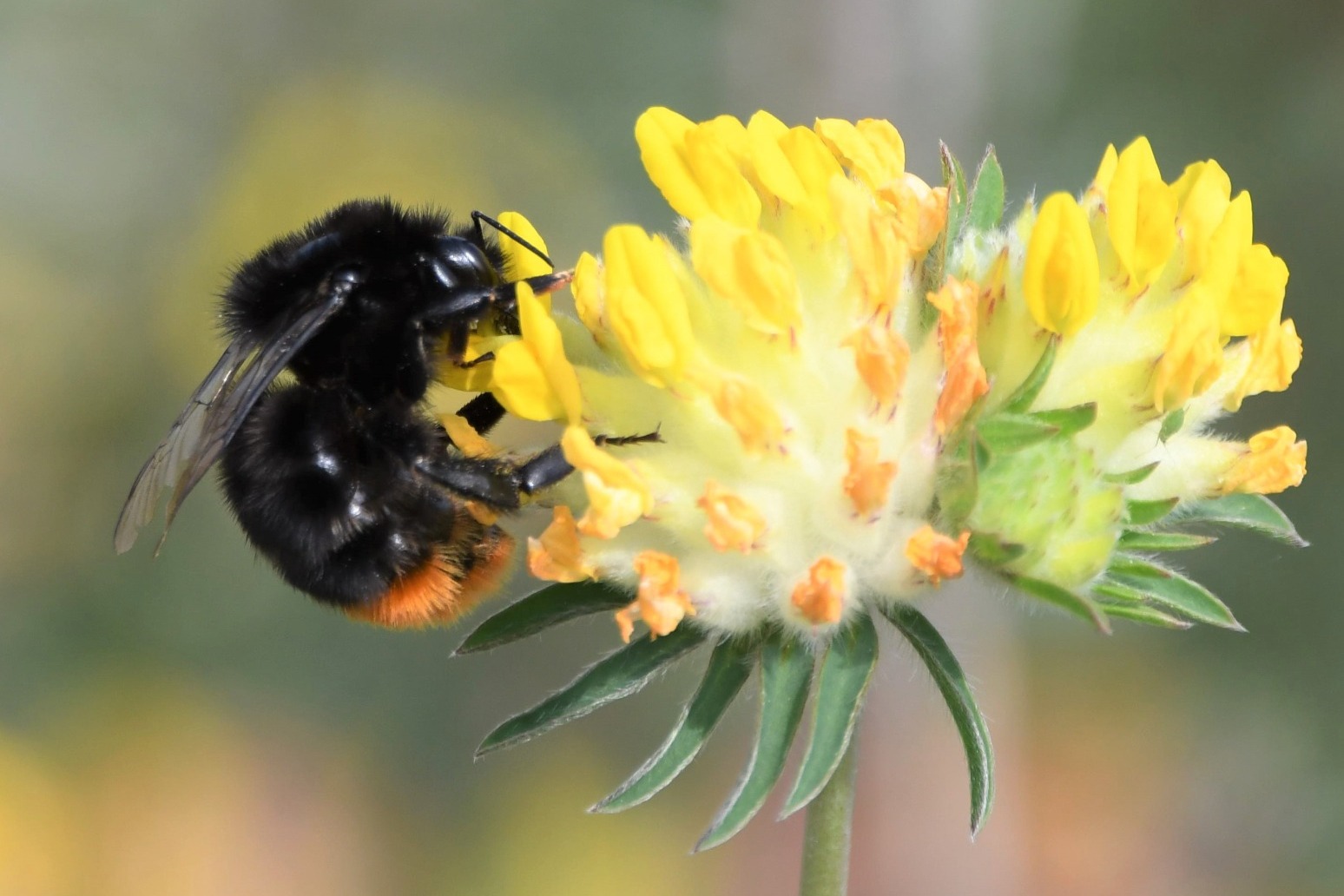 ‘Vital’ bee populations boosted by national park wildflower corridor scheme 