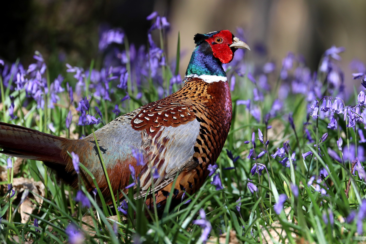 People eating wild-shot pheasant ‘likely to be eating lead’ 