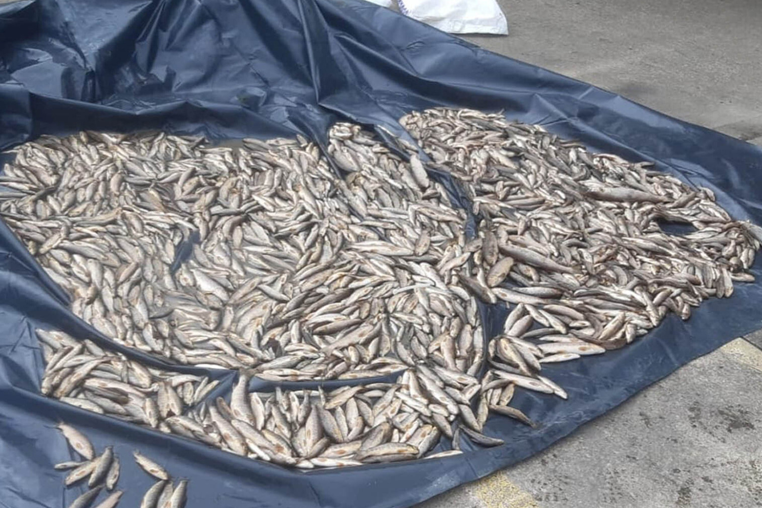 2,250 fish found dead in Donegal river 