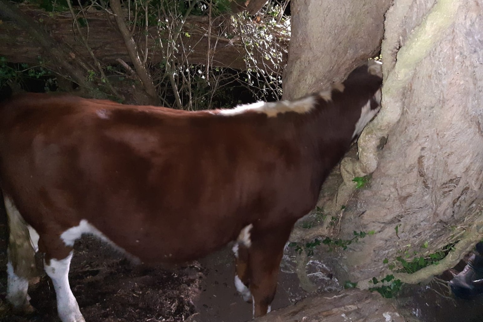 Firefighters free cow’s head from tree after ‘udderly ridiculous’ incident 