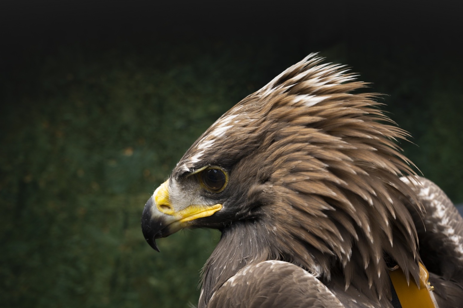 Golden eagle numbers soar to new heights in conservation project 