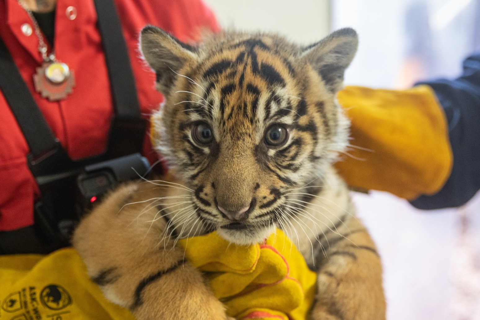 London Zoo staff get ‘mega workout’ holding tiger cub triplets for health check 