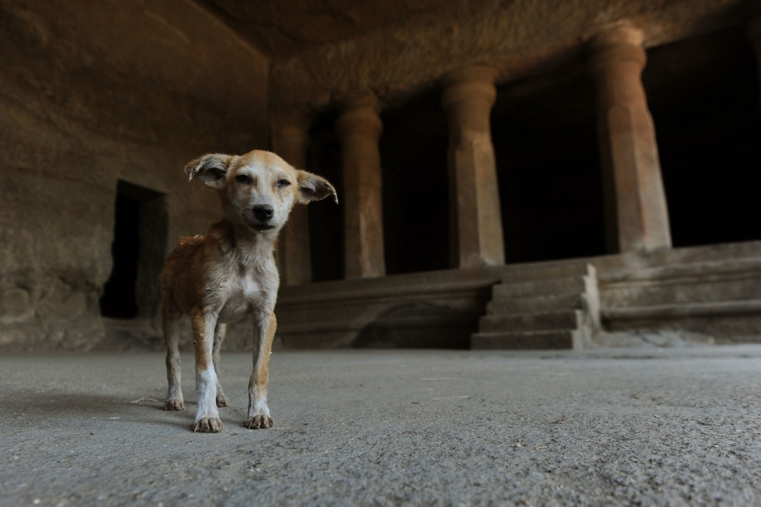 Natural or learned? Scientists test instincts of stray dogs 