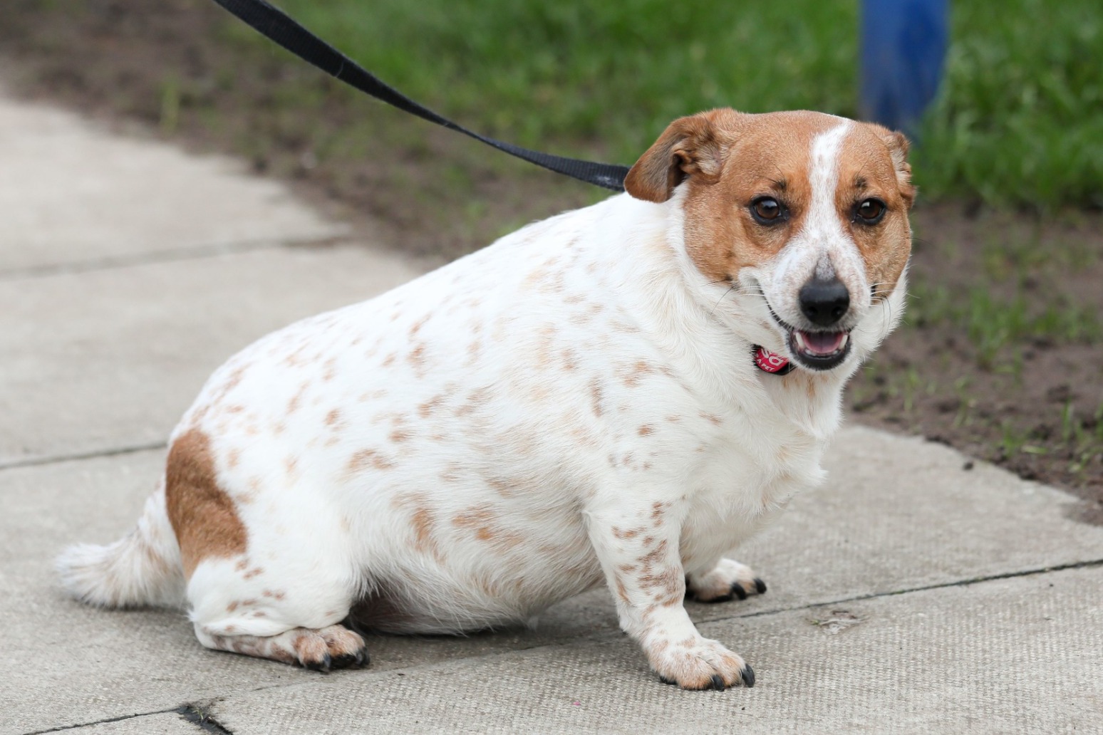 Competition launched to help podgy pets get back in shape 