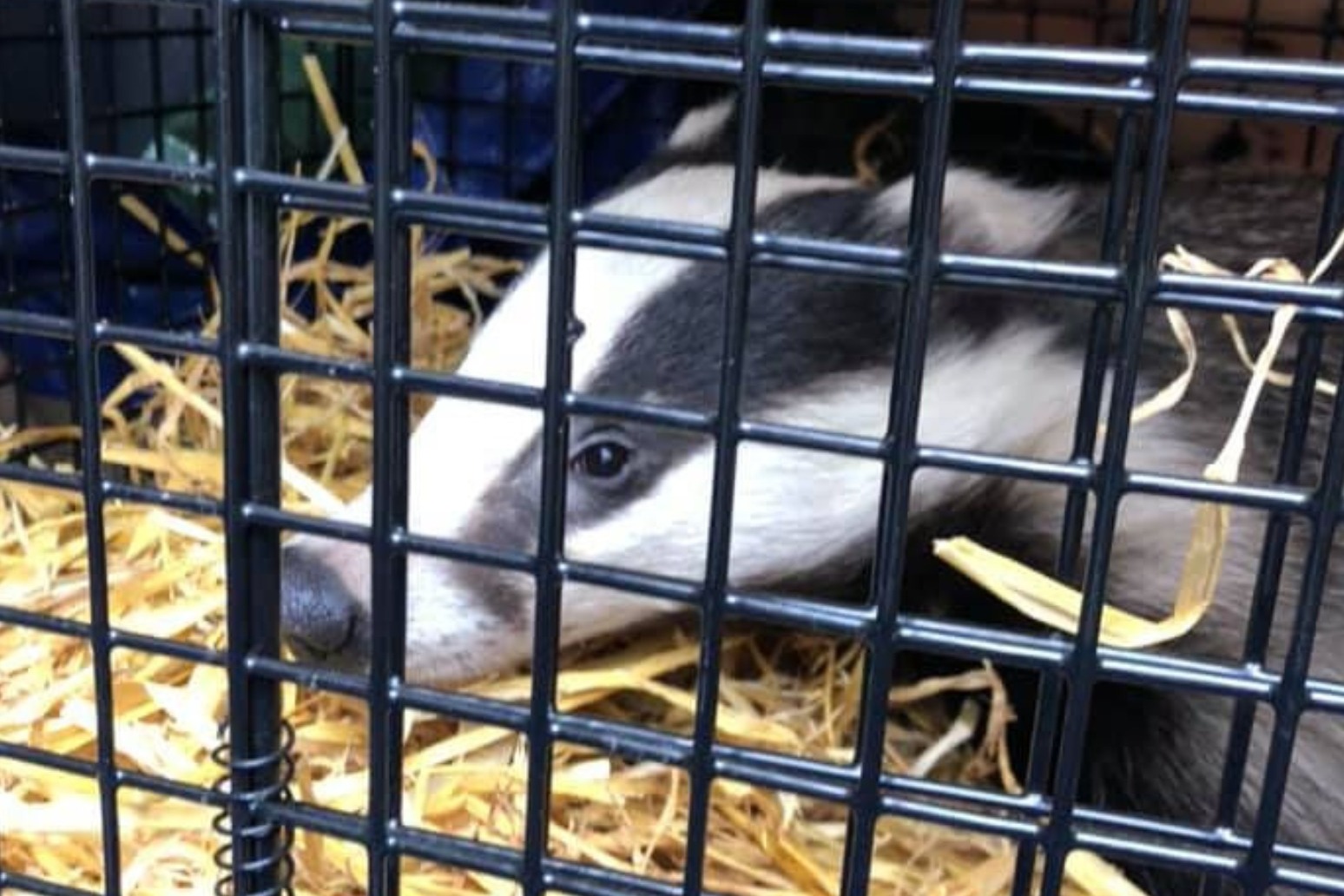 Badger falls through roof of Superdrug store 