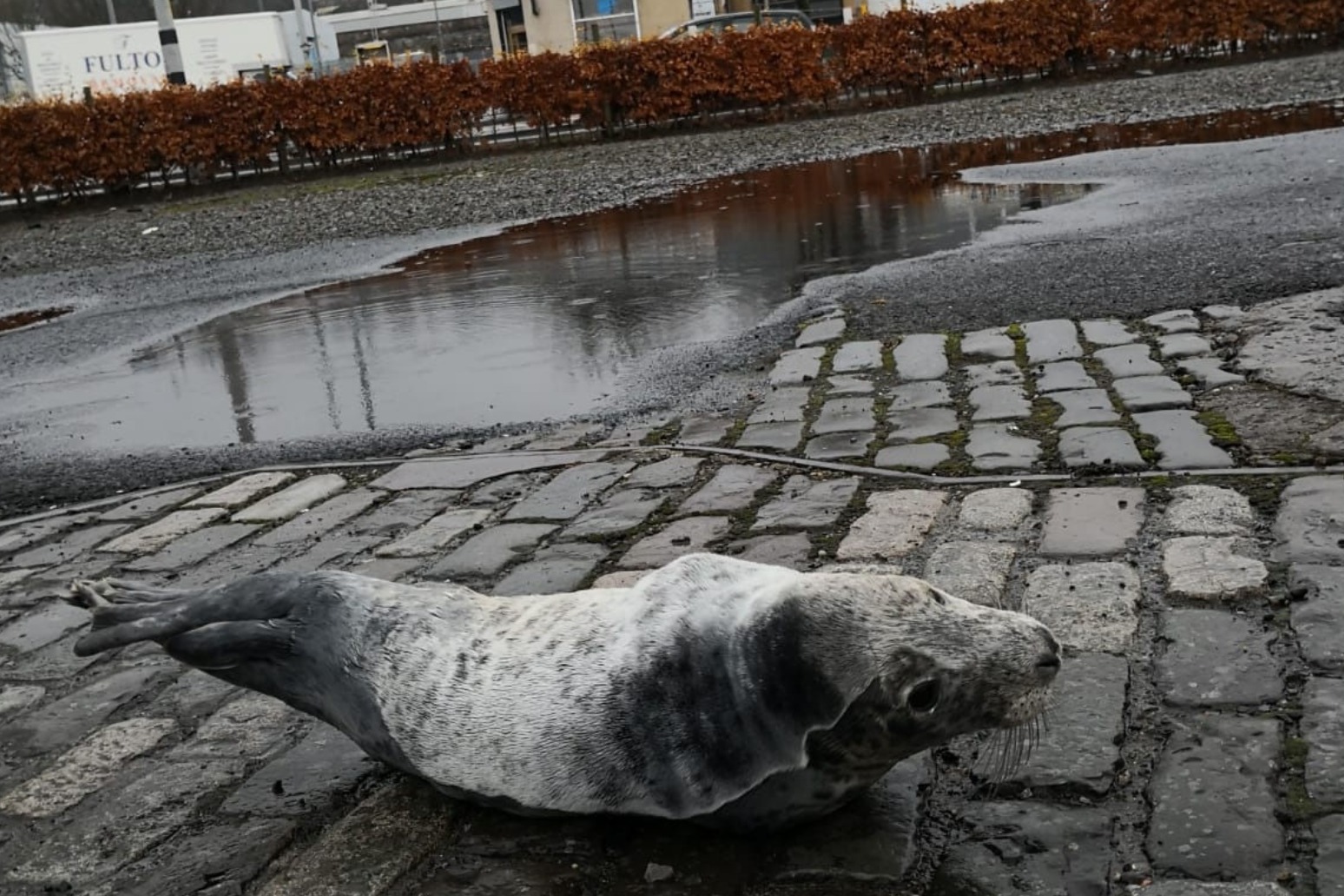 A seal rescued from a car park has been released into the wild 