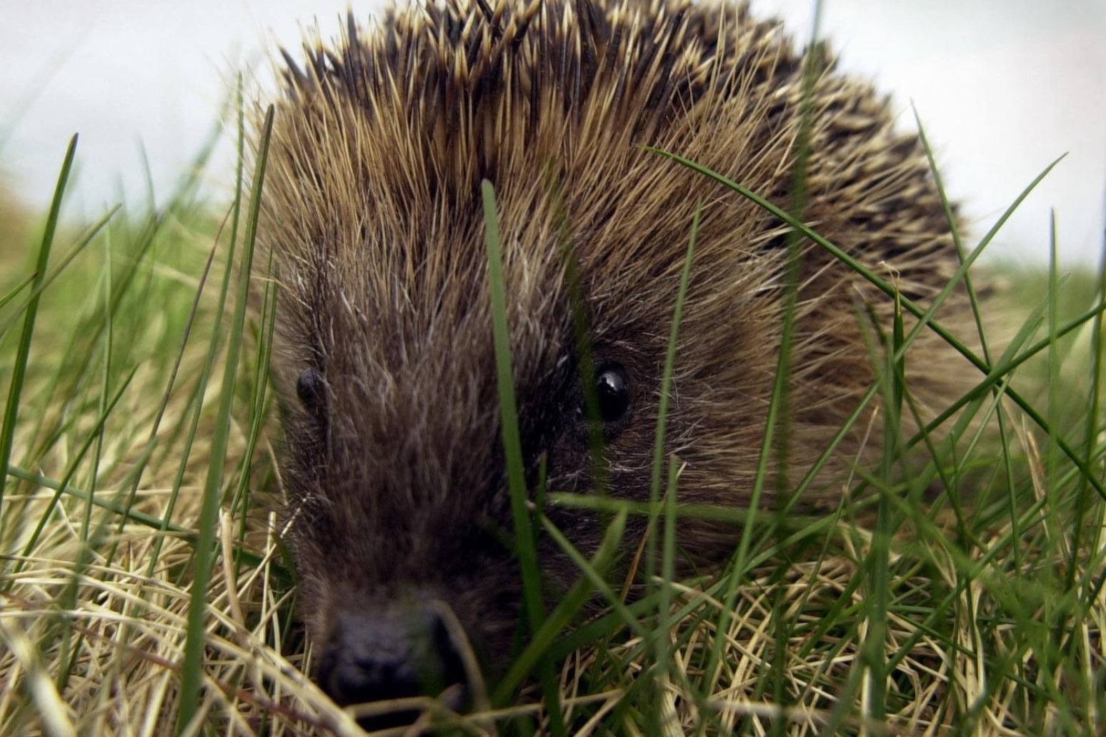 Research taking place into hedgehog population 