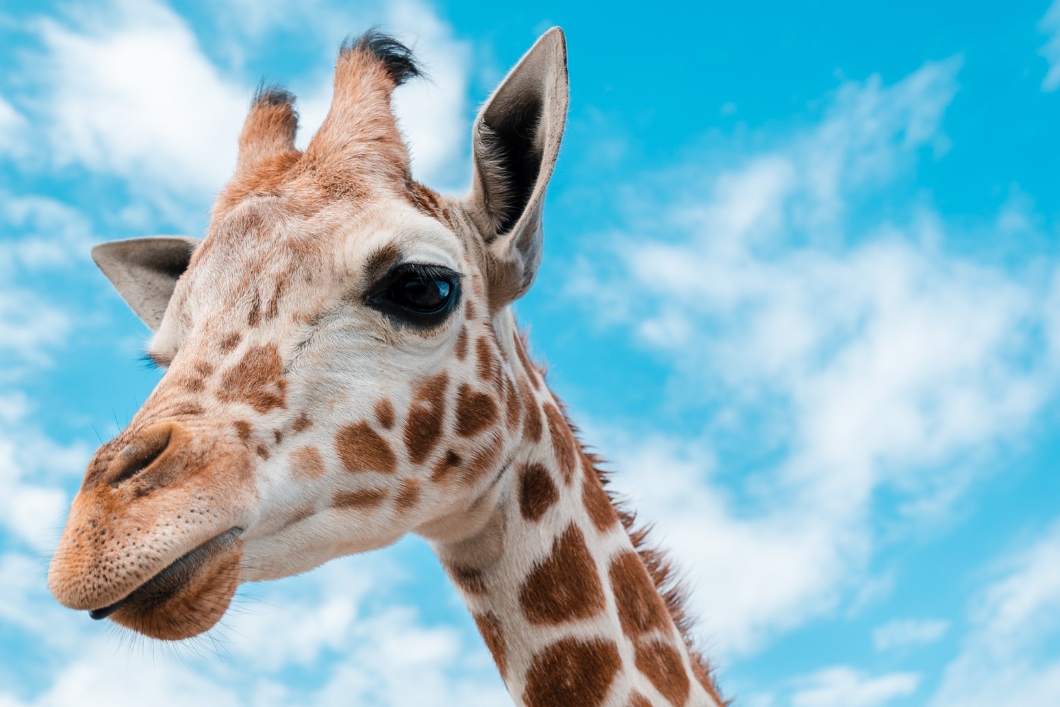 Four charged over harassment of giraffe during break-in at a zoo 