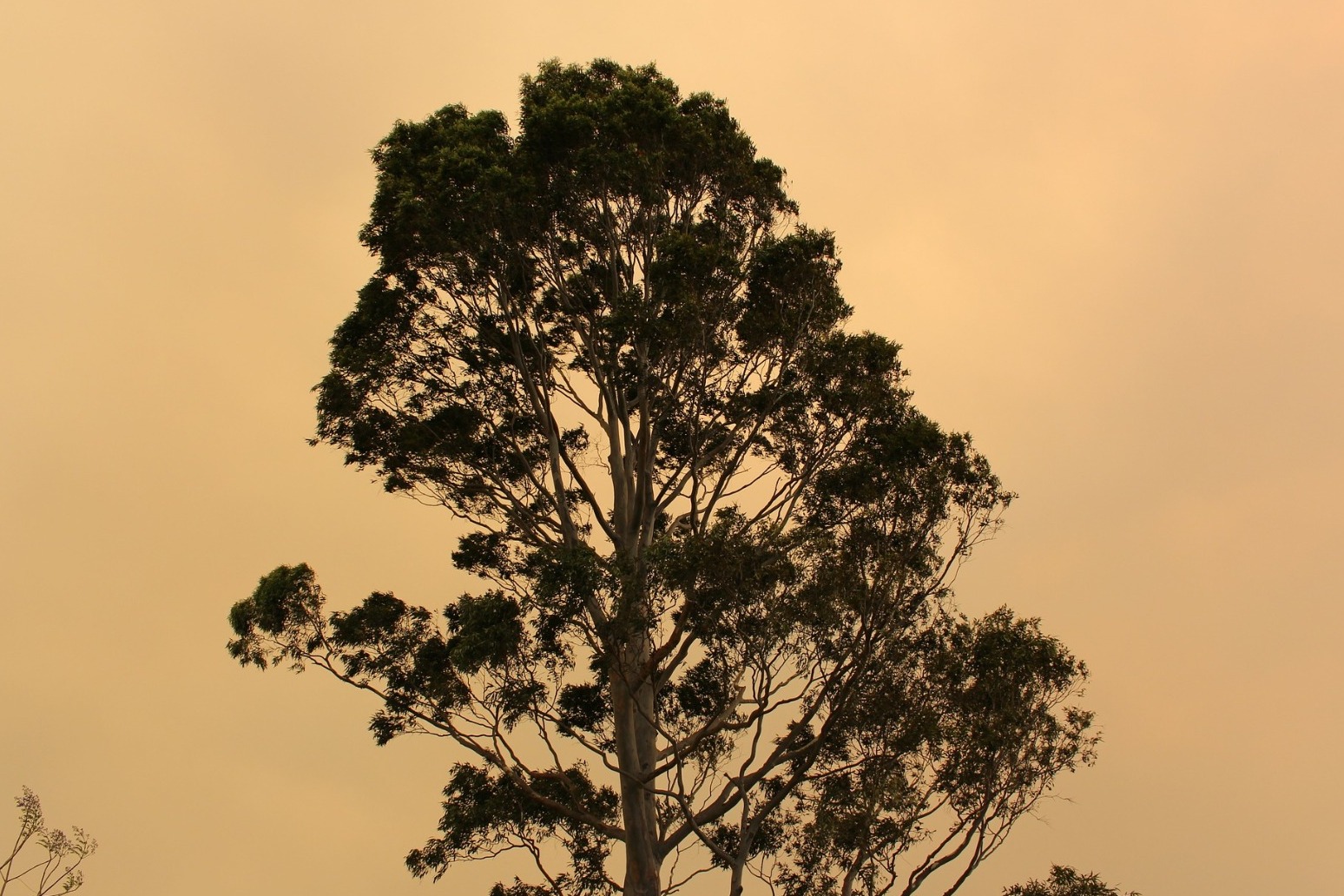 ONE MORE FOUND, ONE STILL MISSING IN AUSTRALIAN OUTBACK 