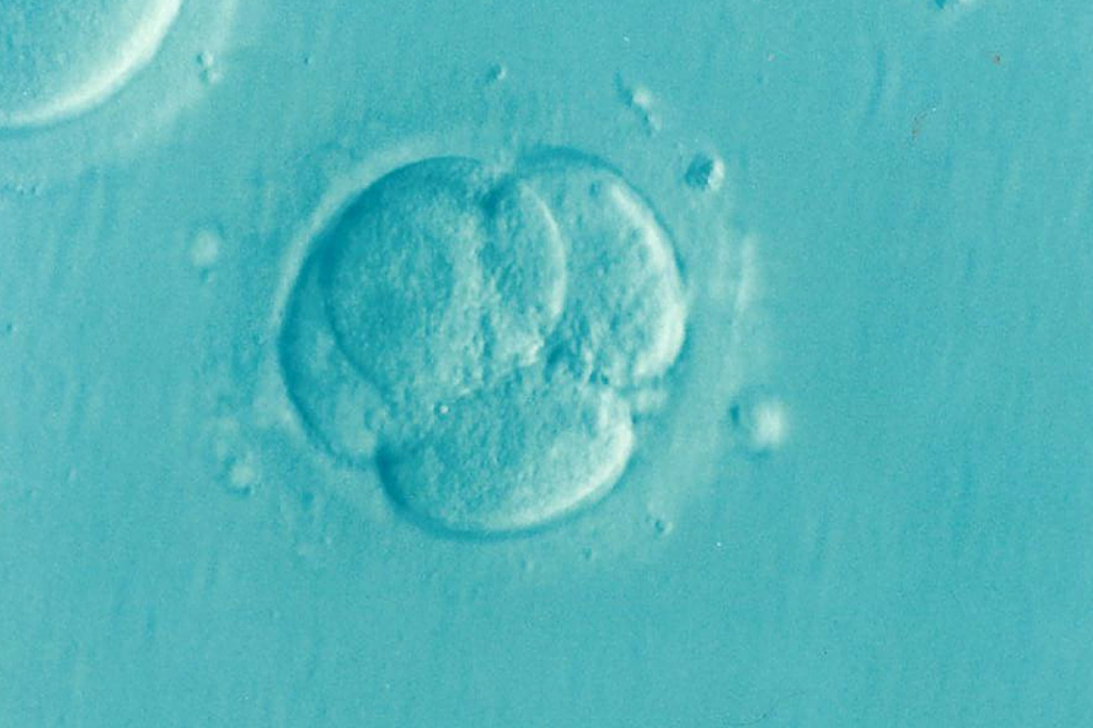 Human egg cells grown from earliest stage to maturity in laboratory 