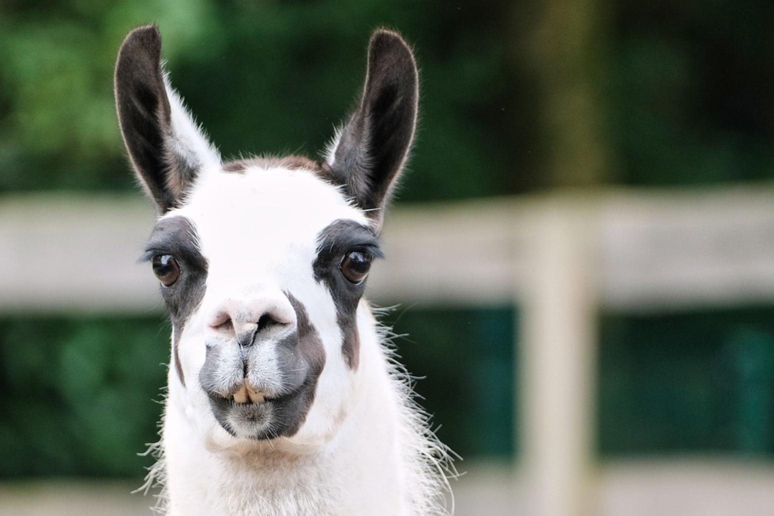 Llama antibodies have ‘significant potential’ as Covid treatment 