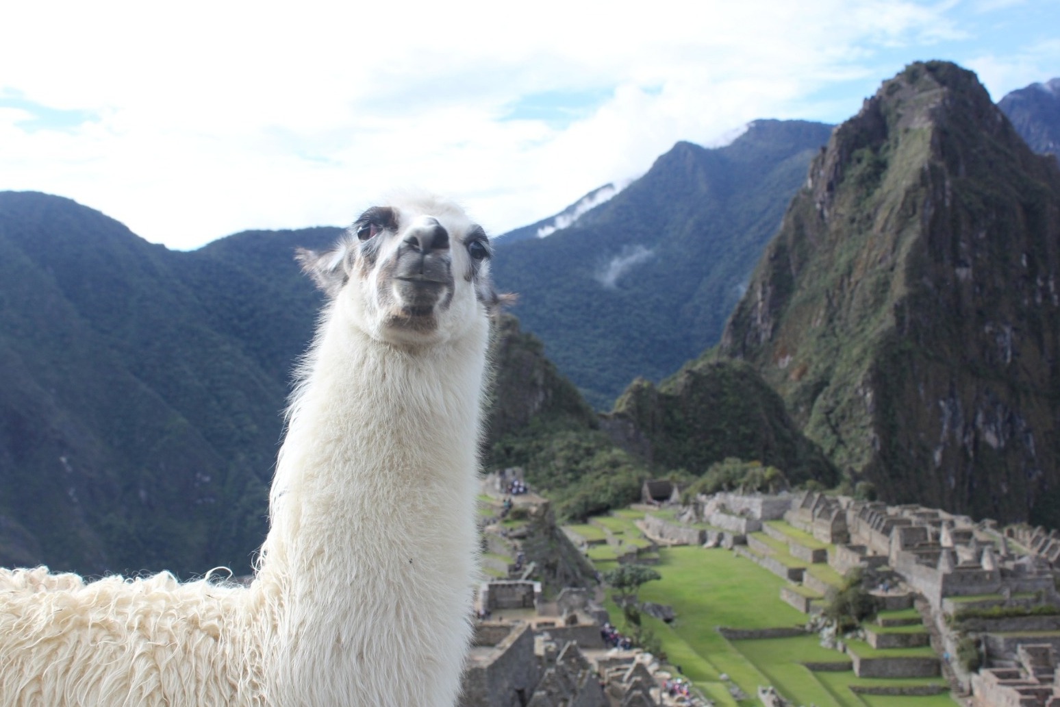 Engineered llama antibodies neutralise coronavirus, study suggests 