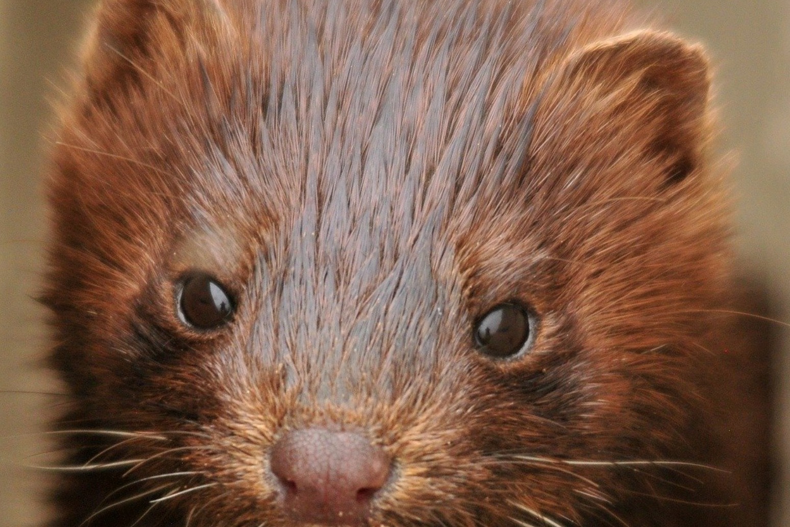 Minks infected with coronavirus following exposure from infected humans. 