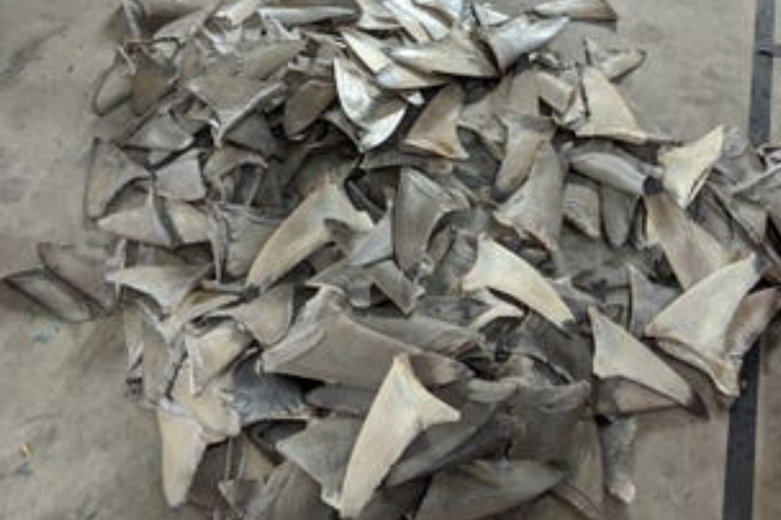 Shark fin ban set to give teeth to fight against ‘indescribably cruel’ trade 