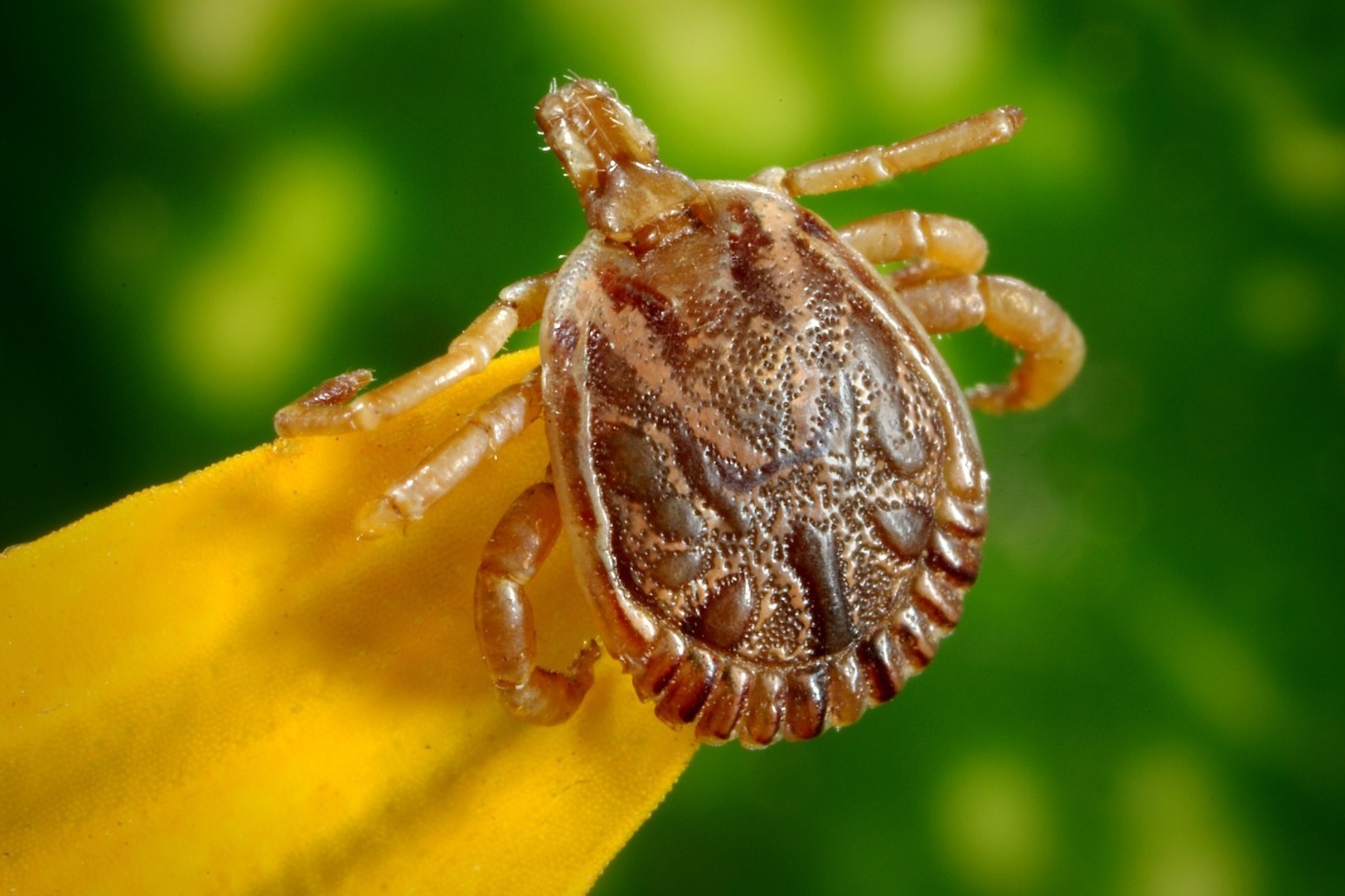 TICKS THAT CAN HARM THE BRAIN FOUND IN TWO PARTS OF ENGLAND 