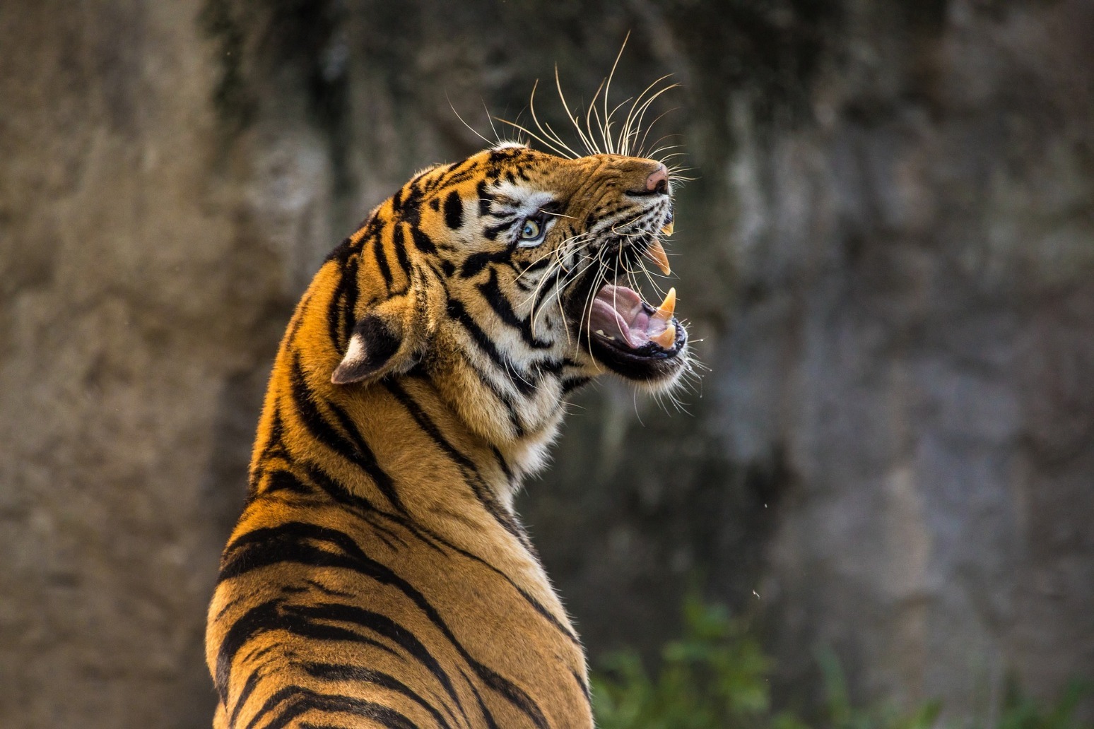 Animals safe as large blaze breaks out at Chester zoo 